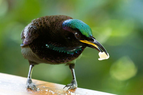 Victoria's Riflebird (Ptiloris victoriae)